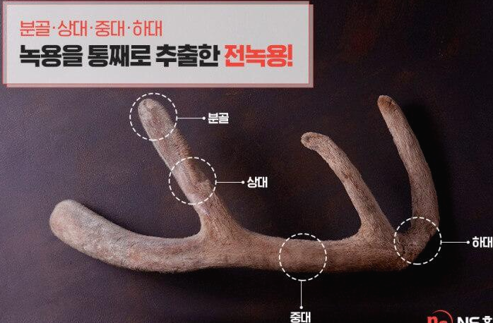 녹용 효능 5가지와 부작용 및 녹용 먹는 방법