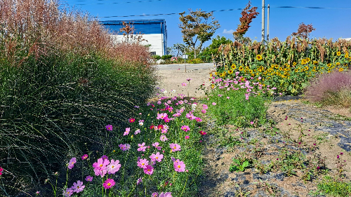 평택_바람새마을_핑크뮬리_명소