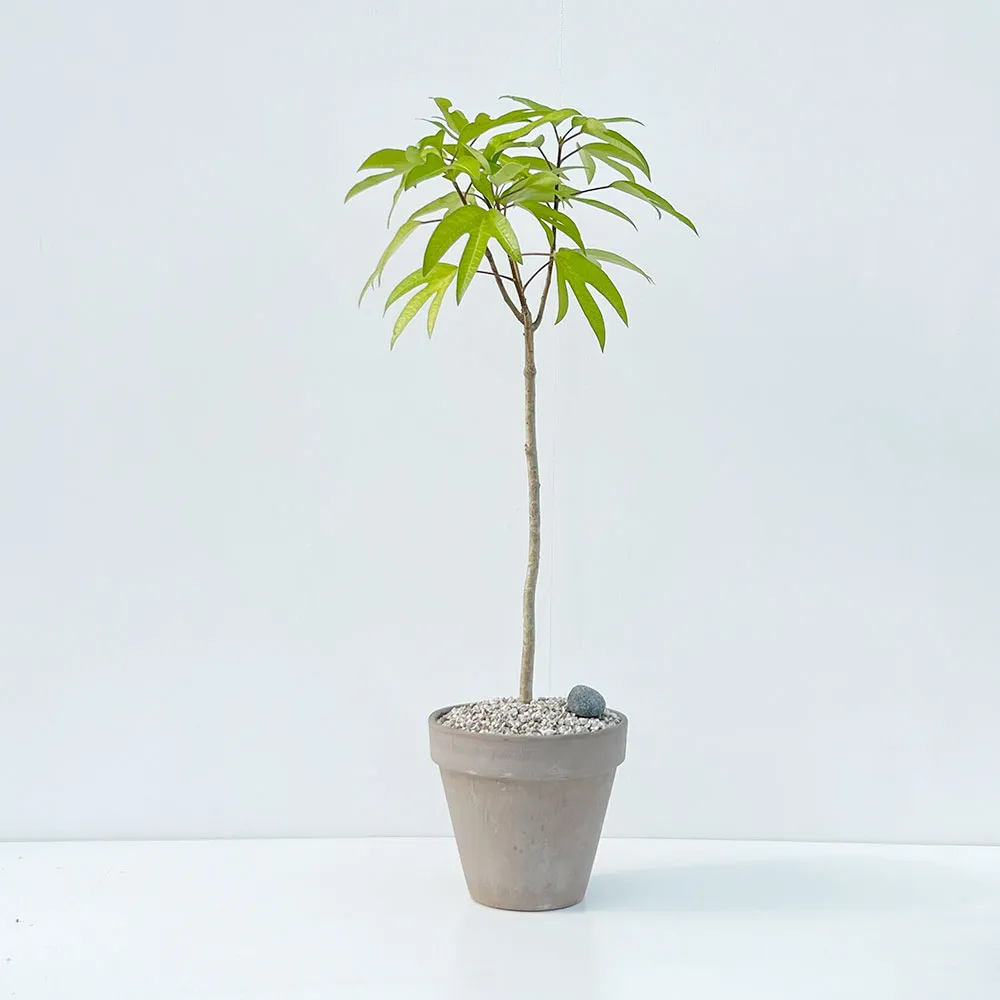 집들이 선물 식물추천 키우기쉬운 종류 물주기 빛관리 가이드_4