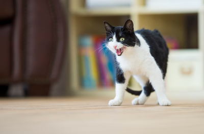 화가 난 고양이