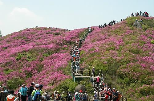 봄 산행 추천! 전국 철쭉 명소 BEST 5, 황매산·일림산·바래봉·불암산
