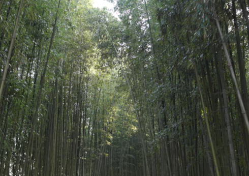 태ㅐ화강 십리대밭