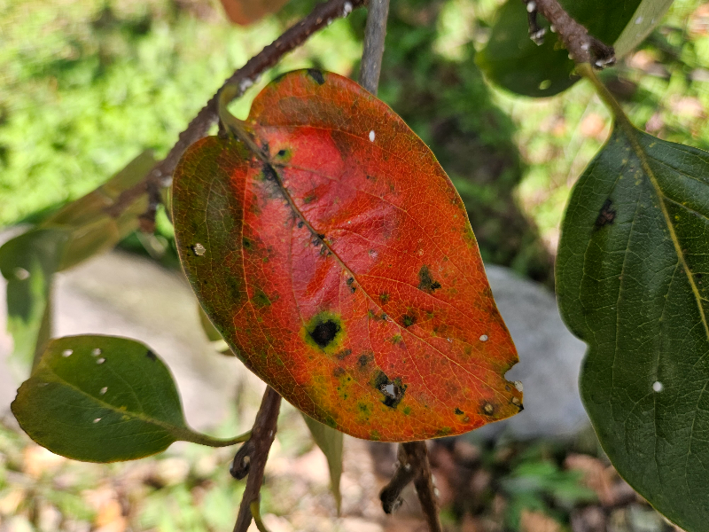 둥근무늬낙엽병2