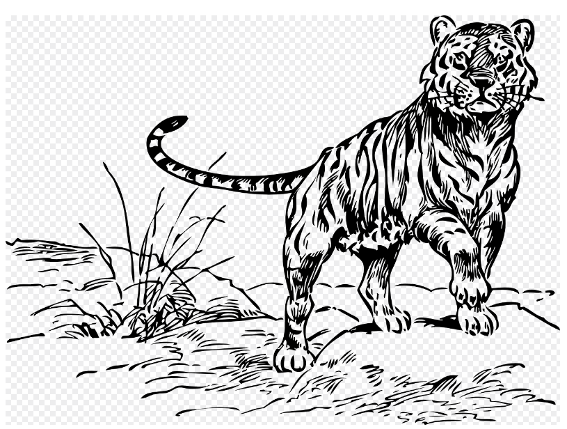 2024년 대박띠(좋은띠) 호랑이