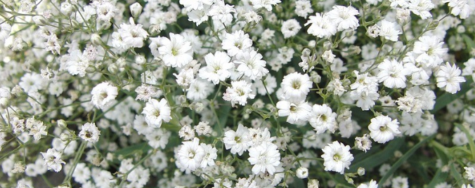 아름다운 안개꽃3