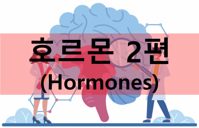 호르몬2편Main