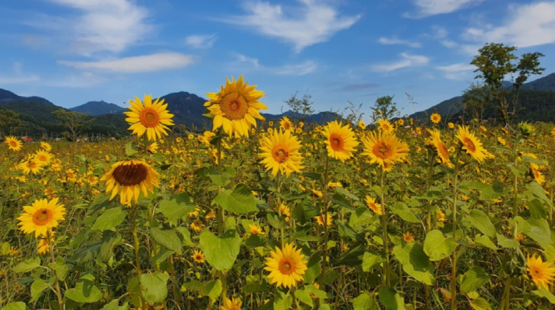 포천 한탄강 가든페스타