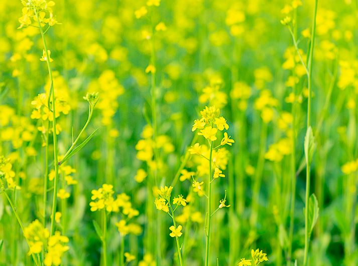 2024 구리 유채꽃 축제 일정, 주차