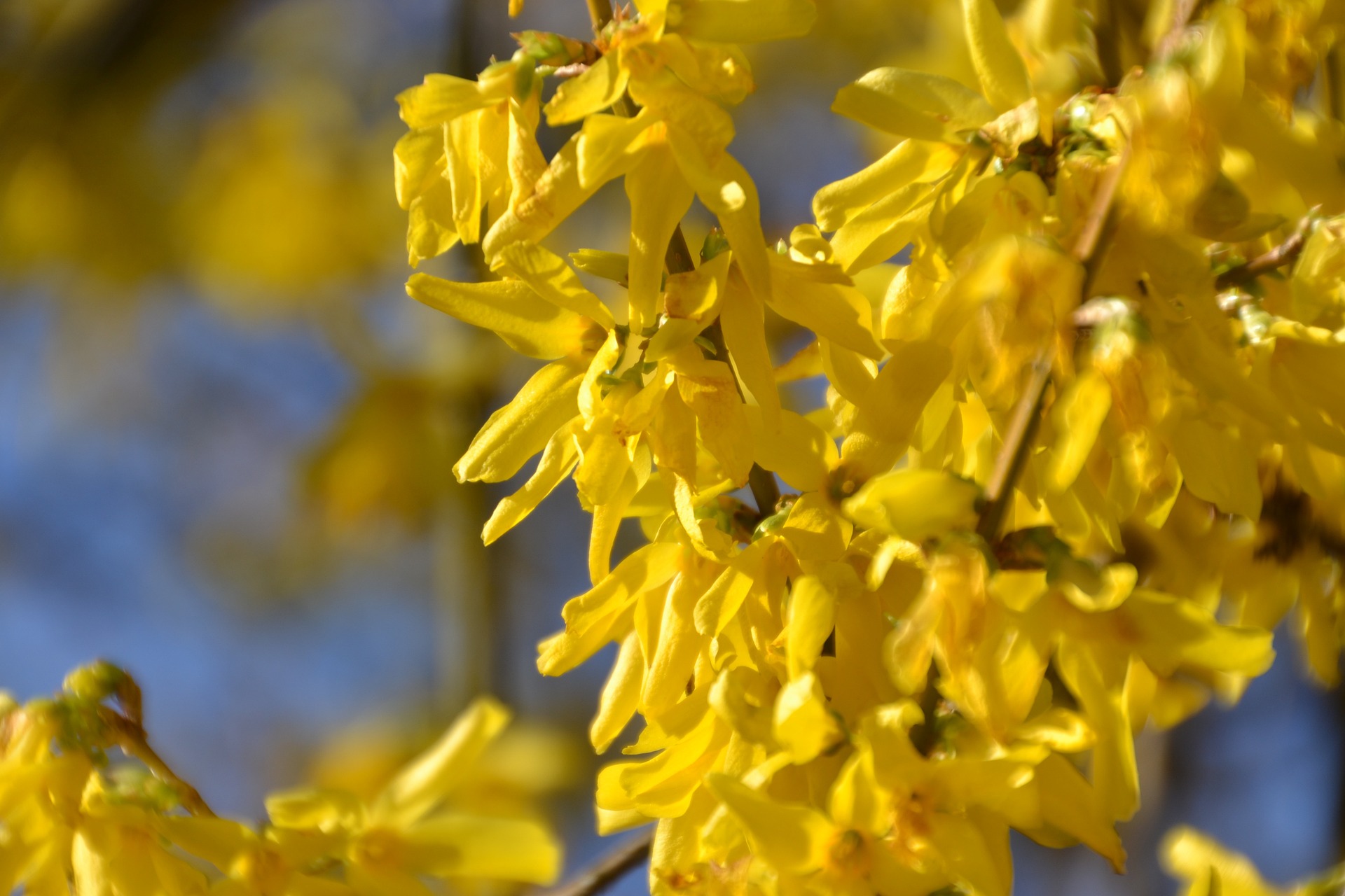 개나리 진달래 벚꽃 개화시기