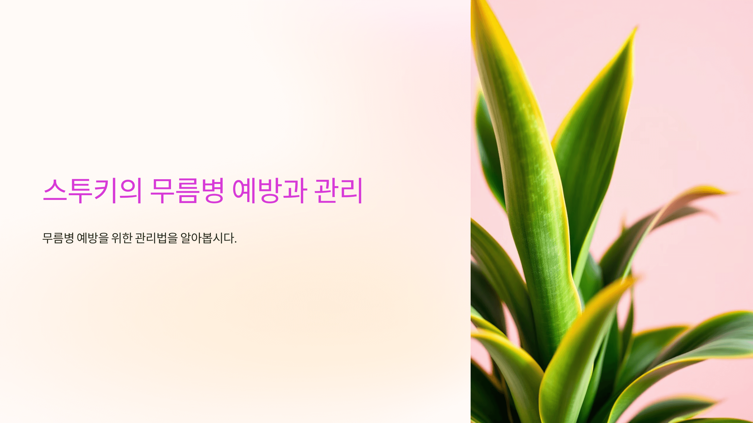 스투키와 관련된 사진입니다.