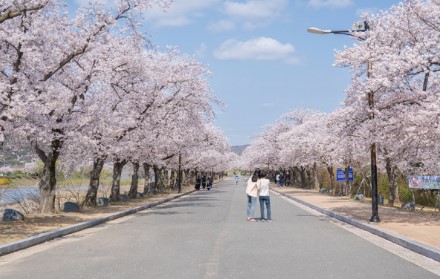 벚꽃 명소 추천