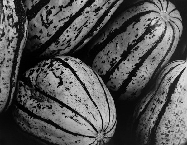 Striped Squash ~ 54V&#44; 1932ⓒEDWARD WESTON