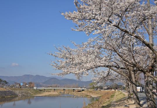 논산 벚꽃
