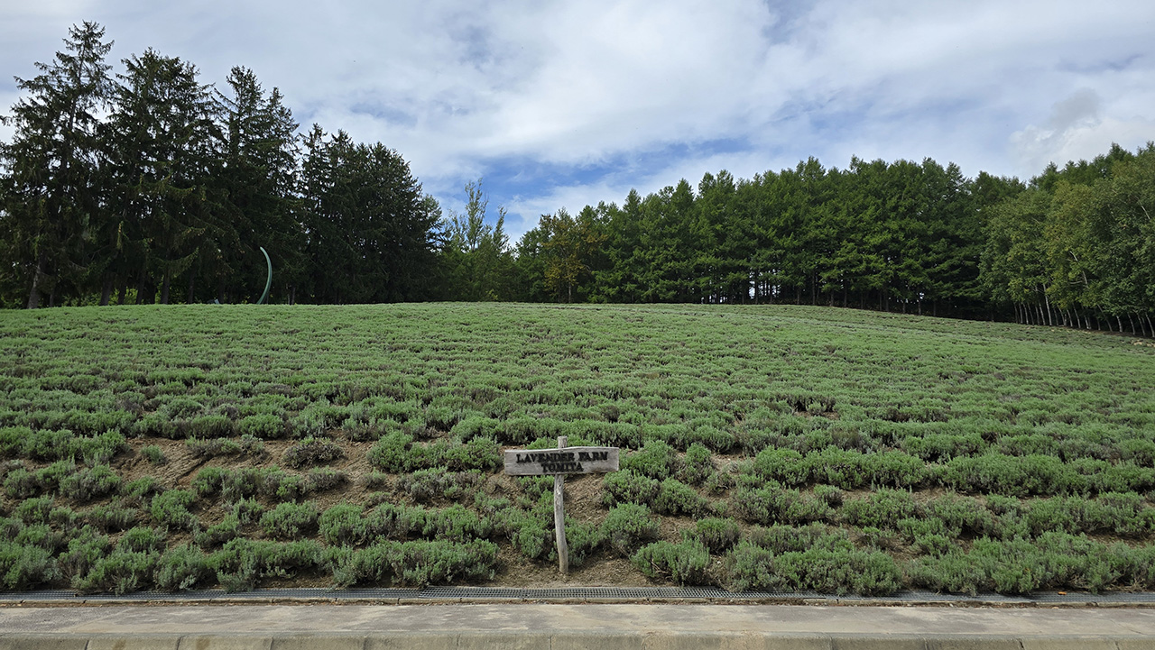 팜토미타 라벤더밭