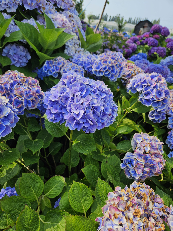 수국 [산성토양]=푸른색 꽃