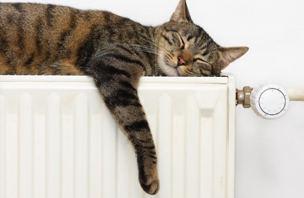 고양이와 선반.