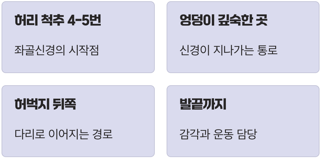 우리 몸의 가장 큰 신경 고속도로, '좌골신경'