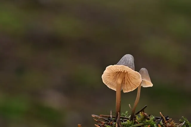 새송이버섯 재배 톱밥 배지 균사 배양 수확 요령_1