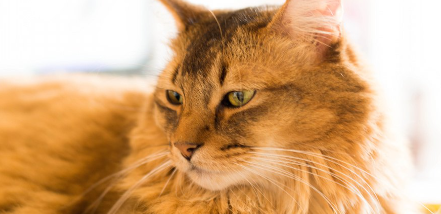 햇볕을 쬐는 긴 털의 늙은 고양이.