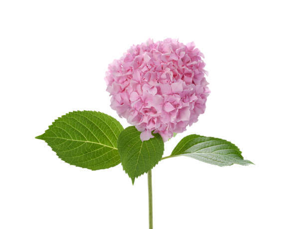 수국 꽃말과 개화시기 및 수국 종류를 아시나요? 수국은 다채로운 꽃과 아름다운 모습으로 인기를 끄는 식물이다. 풍성한 꽃다발과 다양한 색상은 화려하게 장식하는데 이상적입니다. 수국 꽃말과 개화시기&#44; 수국 종류까지 읽어 보시기 바랍니다.