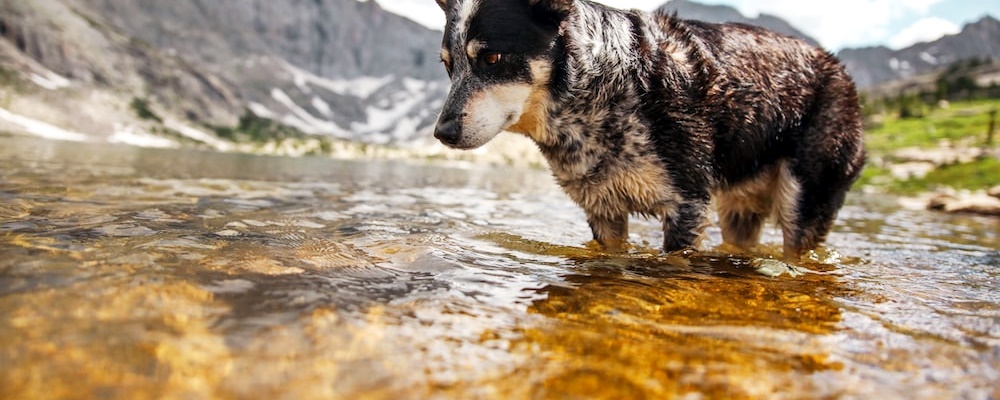 사료 급하게 먹는 강아지 3
