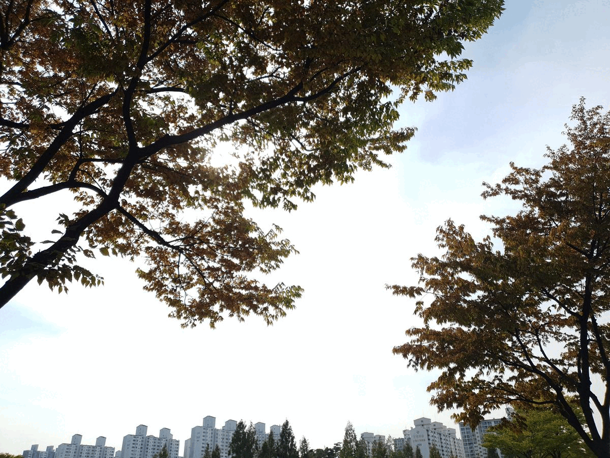 코스모스