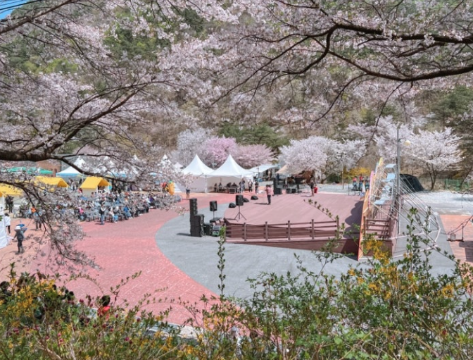 금산 보곡산골 산벚꽃 축제