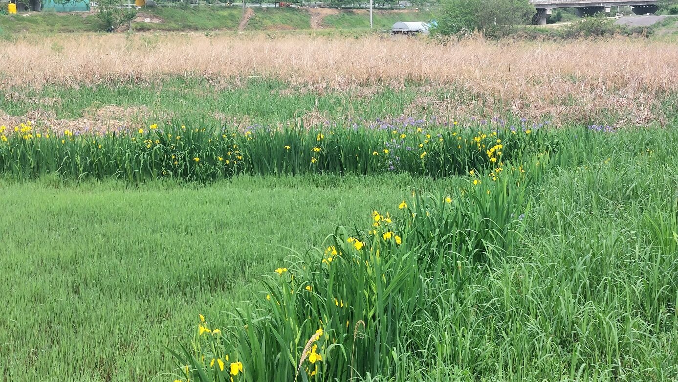 꽃창포가 이어져 있는 모습