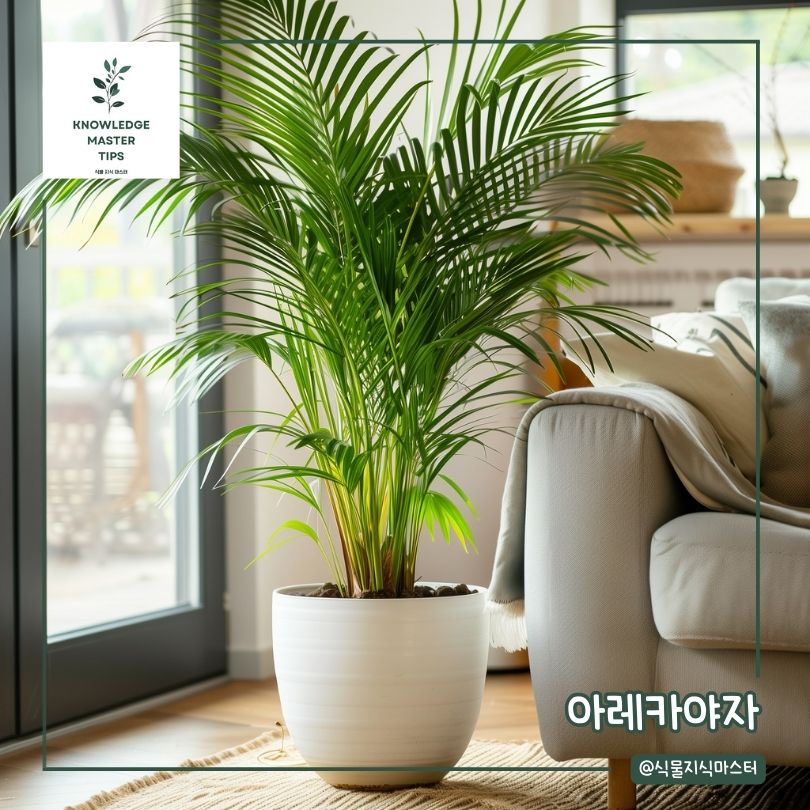 음지 식물 - 아레카야자