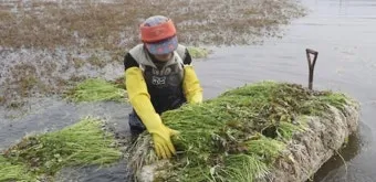미나리 재배 수로 정비 그늘 재배 여름 관리_32