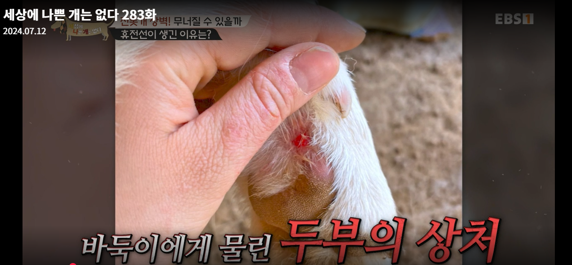 설채현-세상에나쁜개는없다-세나개-283화-진돗개장벽-재방송