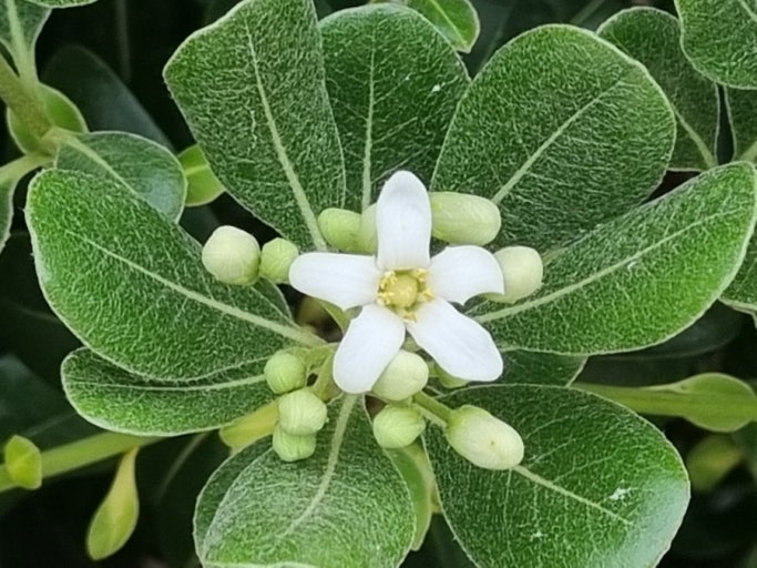 집에 두면 금전운이 따른다는 식물 3가지 ― 금전수 · 돈나무 · 고무나무 관련 사진