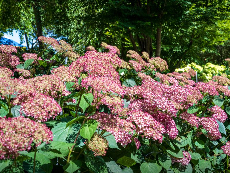 유구 색동수국정원