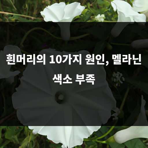 멜라닌 색소 부족