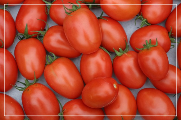 스테비아토마토란