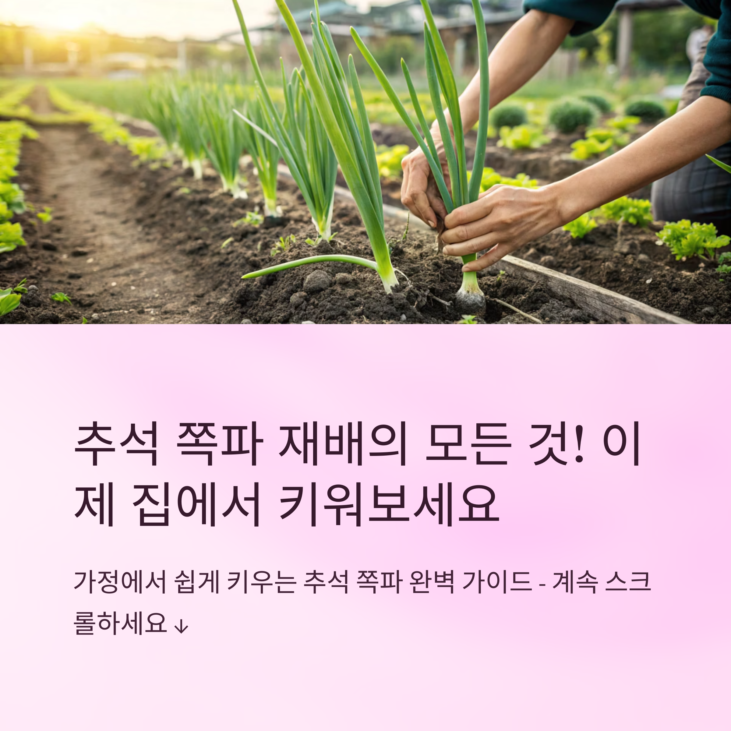추석쪽파 심는시기 초보자용 재배 가이드