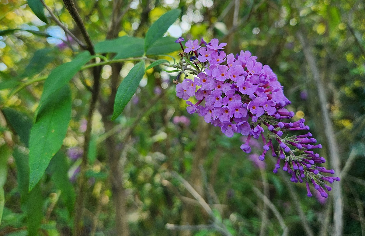 부들레야(Buddleia)
