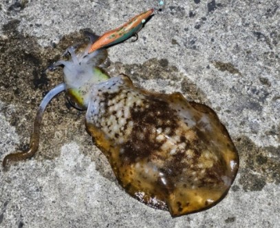 무늬오징어 효능