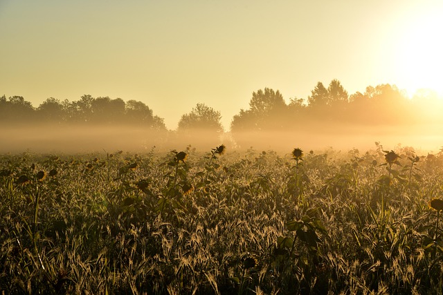 함안 강주 해바라기 축제 일정