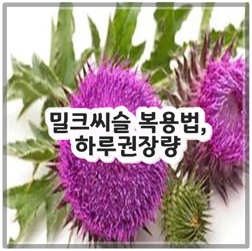 밀크씨슬 복용법, 하루권장량