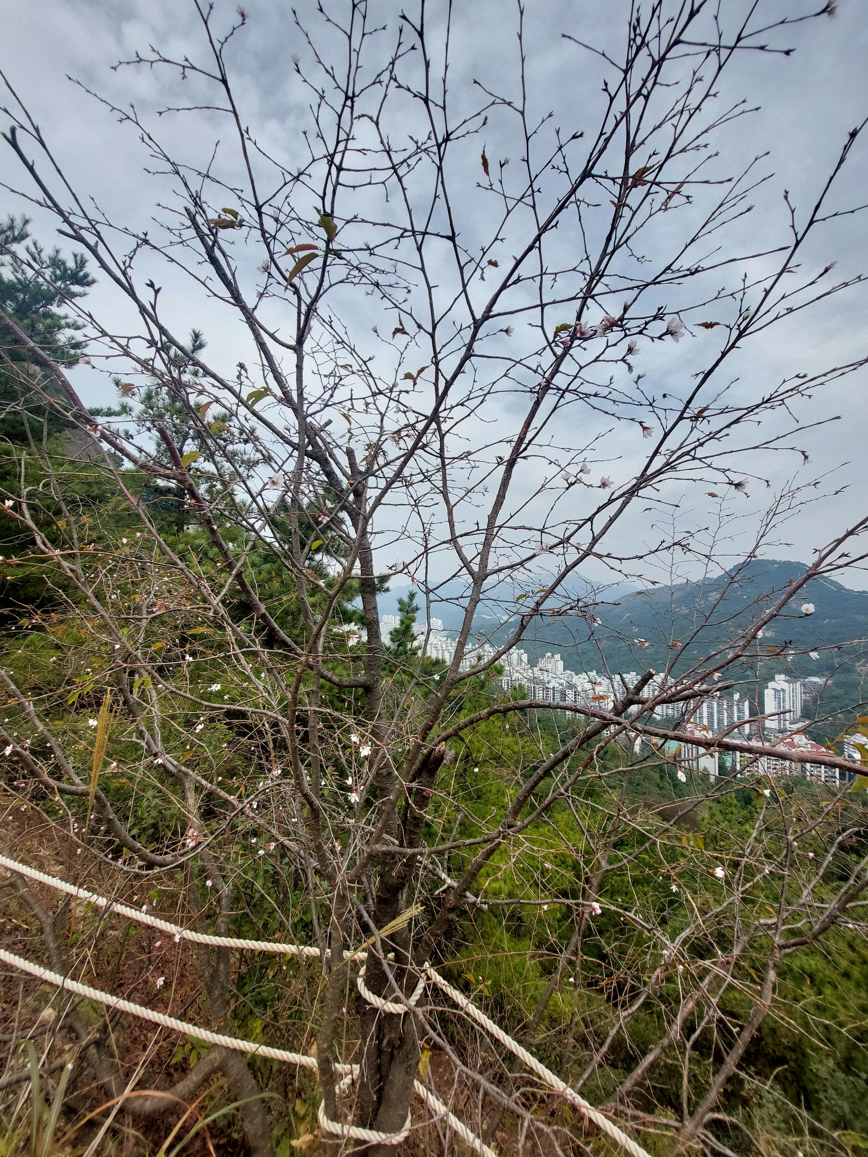 안산