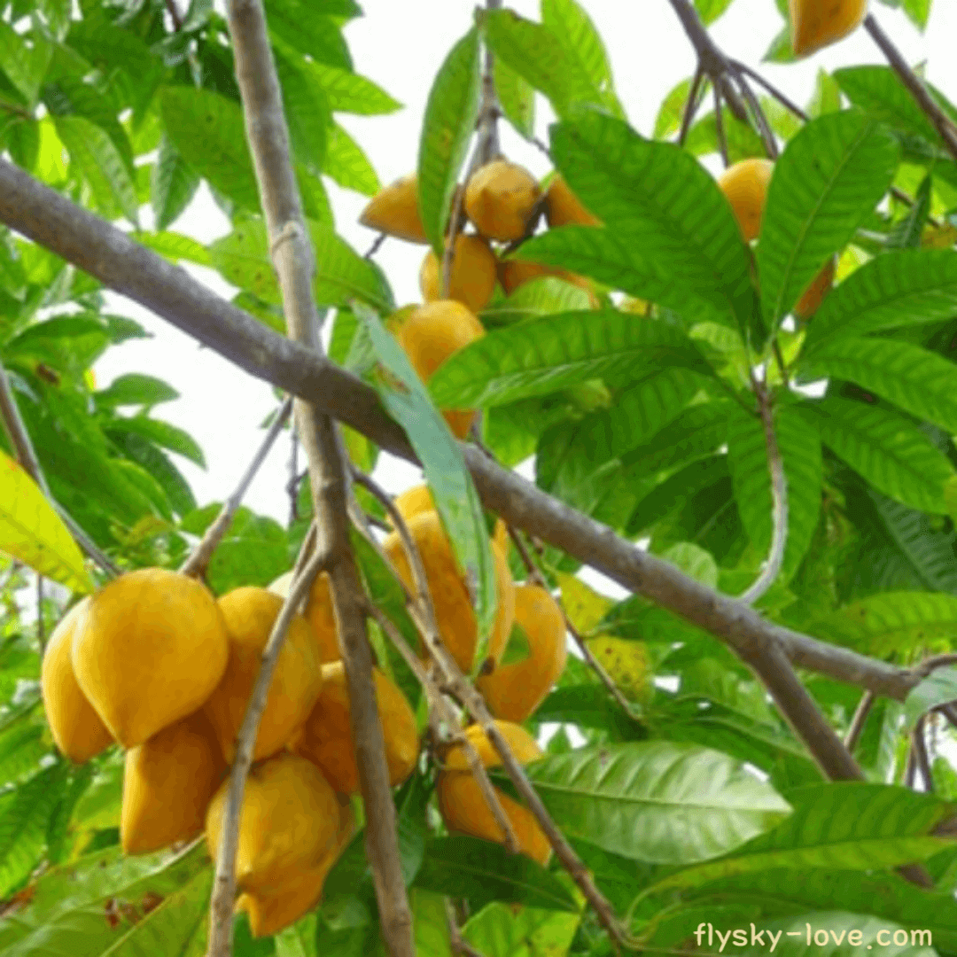 계란과일 (eggfruit) 카니스텔