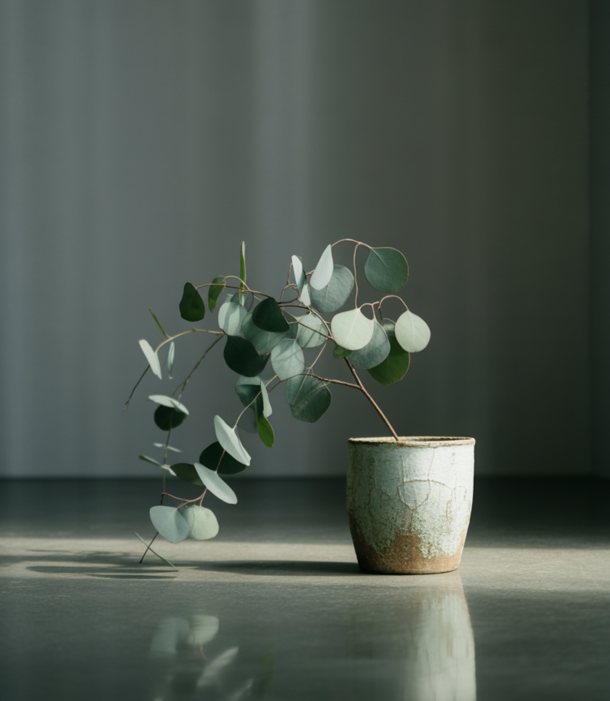 왜 나의 유칼립투스는 자꾸 죽을까?