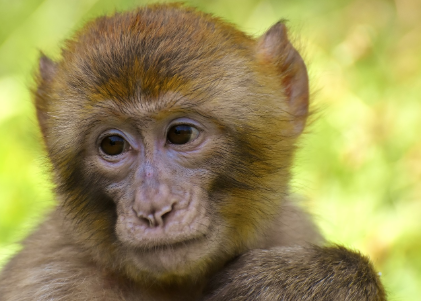 2025년 7월 원숭이띠(생년별) 운세