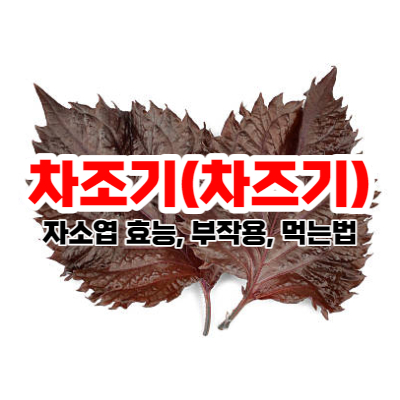 차조기&#44; 차즈기&#44; 자소엽 이미지