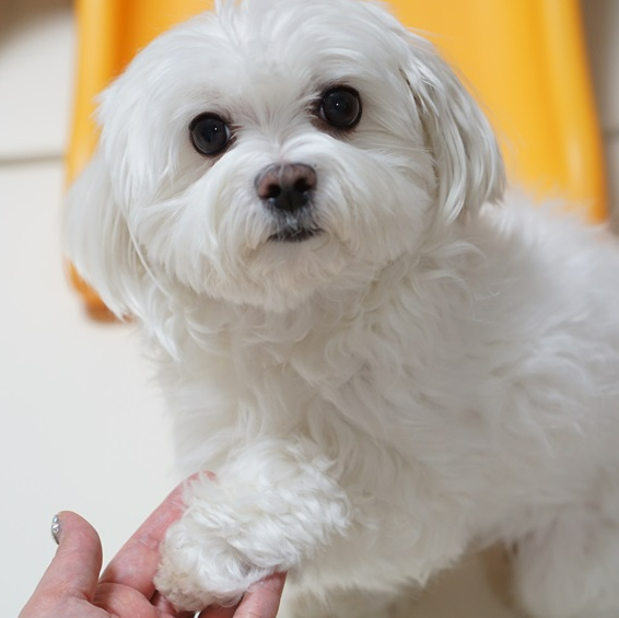 강아지 다리 떨림 6가지 원인과 대처법