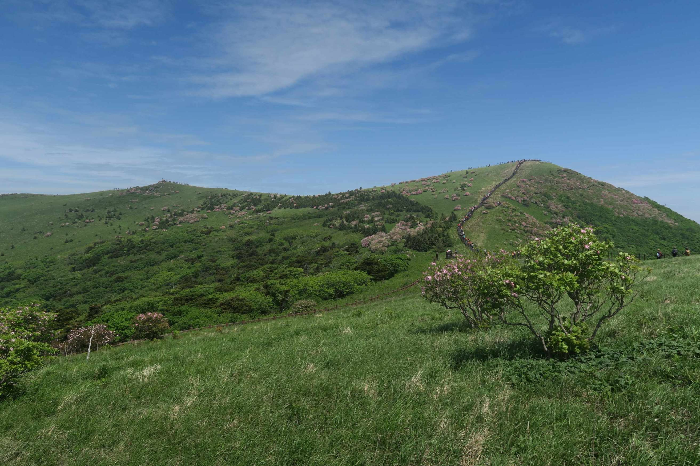 소백산 정상의 초록의 여름 풍경