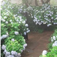 카멜리아힐 수국