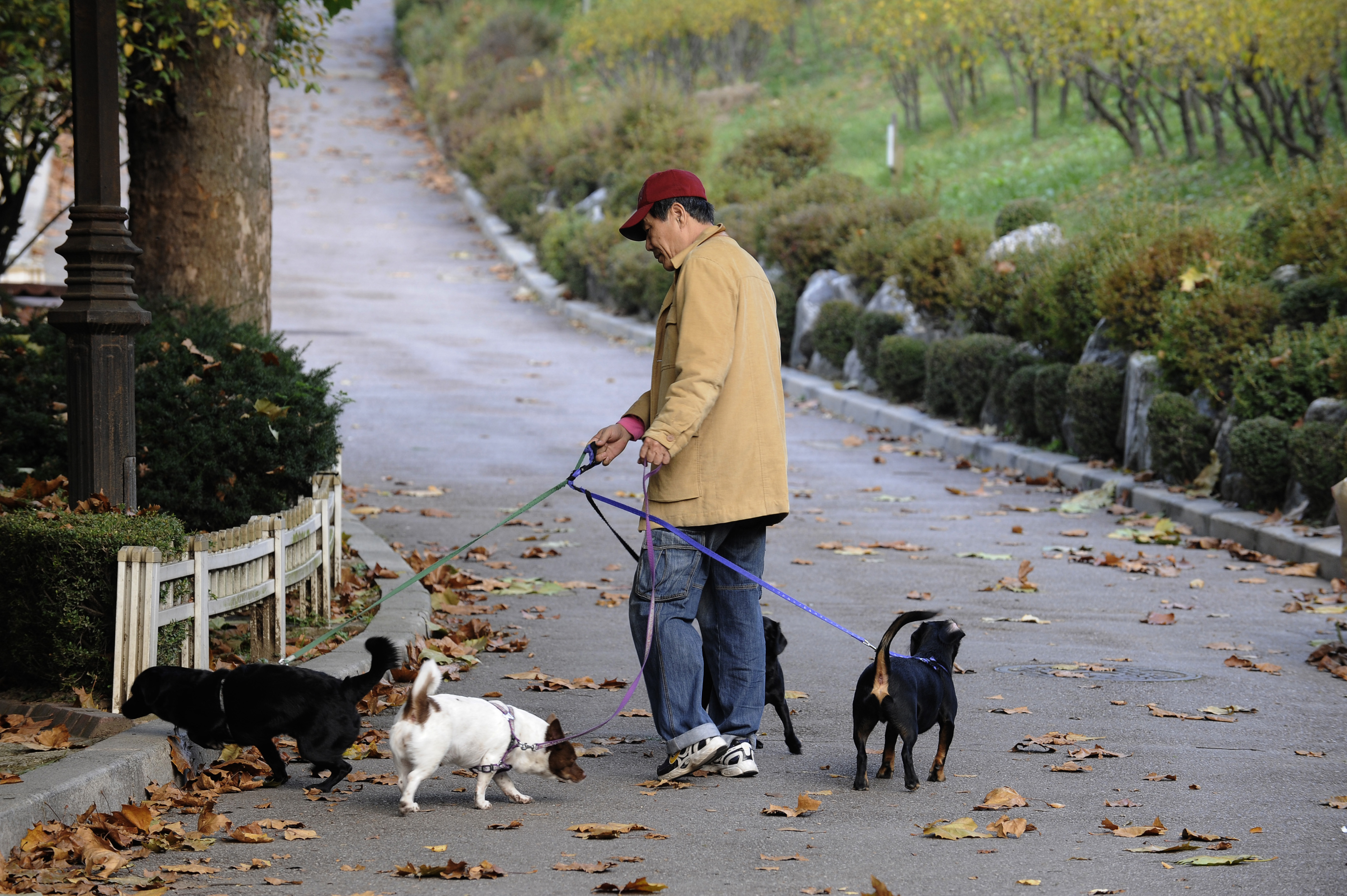 반려동물 동반 출근 관련 사진