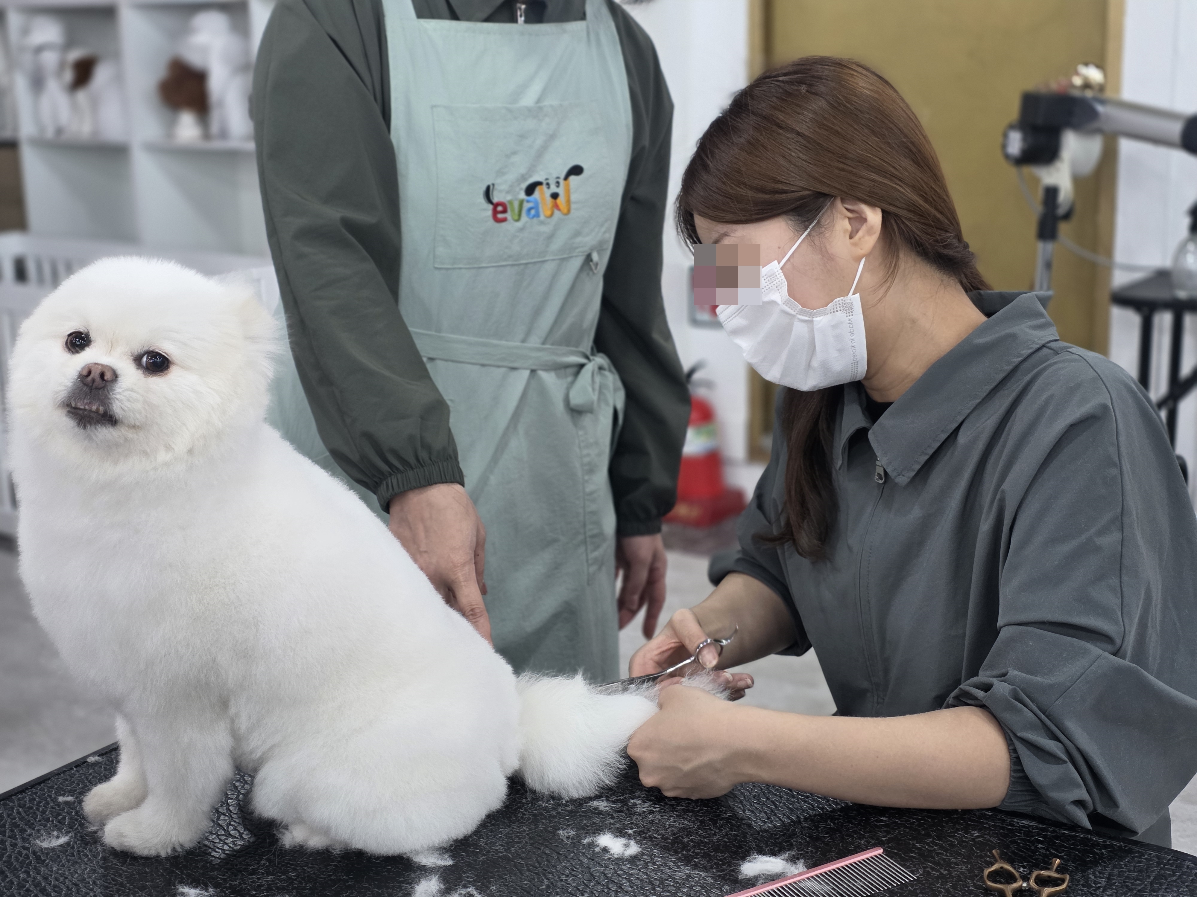 수내애견미용학원